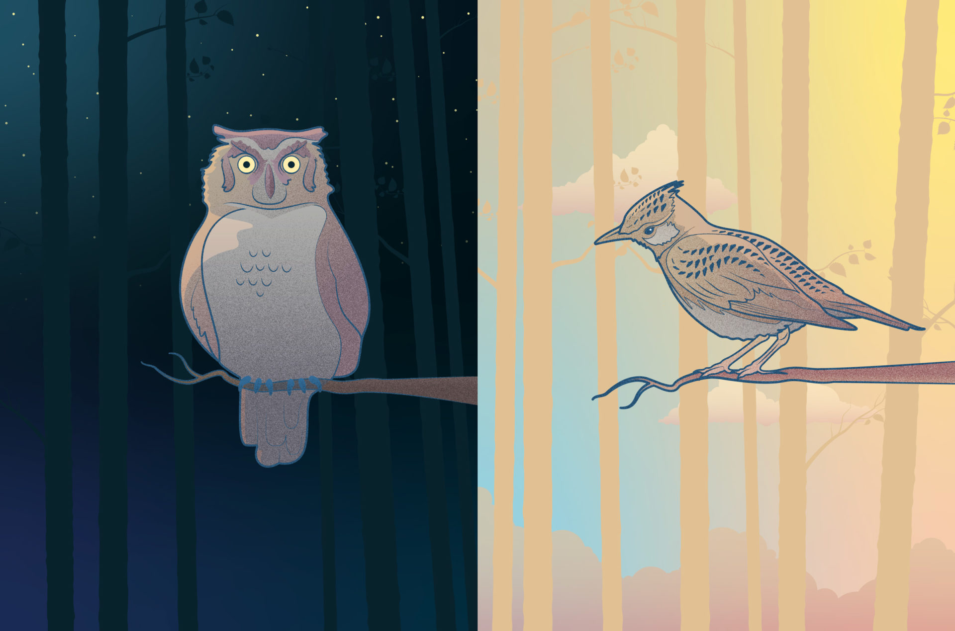 visual representing the 2 main chronotypes - owl and lark